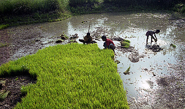 男人,放,稻米,植物,2004年,孟加拉