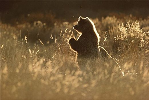 大灰熊,棕熊,逆光,草,阿拉斯加