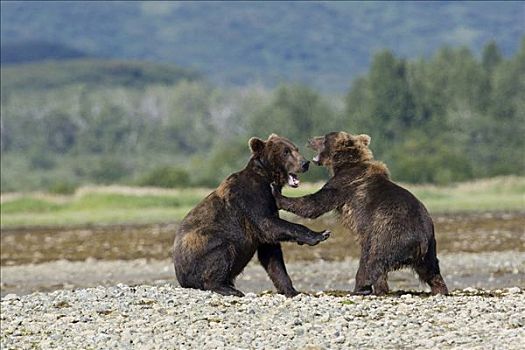 两个,大灰熊,棕熊,争斗,河边