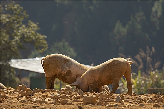 高山生态散养养殖有机土猪