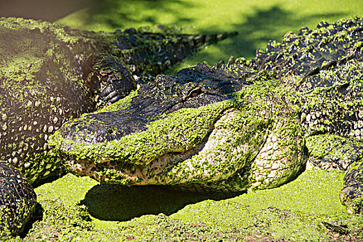 澳大利亚,鳄鱼,公园,大,美国短吻鳄,遮盖,绿色,浮萍,大幅,尺寸