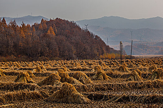 秋收的田野