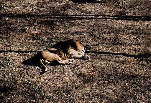 睡午觉的狮子