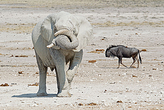 非洲象,角马,埃托沙国家公园,纳米比亚,非洲