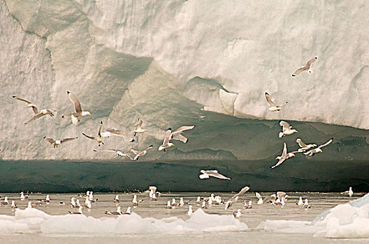 挪威,斯瓦尔巴群岛,斯匹次卑尔根岛,黑脚三趾鸥,三趾鸥,成群,食物,靠近,巨大,冰河
