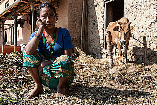 尼泊尔人,农民,母牛,纳加阔特,尼泊尔,亚洲