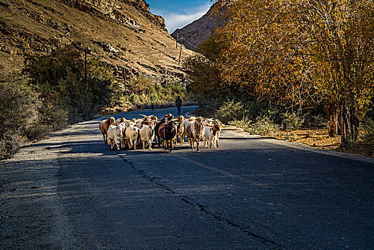 新疆,公路,秋色,晨光,羊群