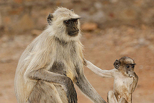 灰色,叶猴,哈奴曼,拉贾斯坦邦,国家公园,印度