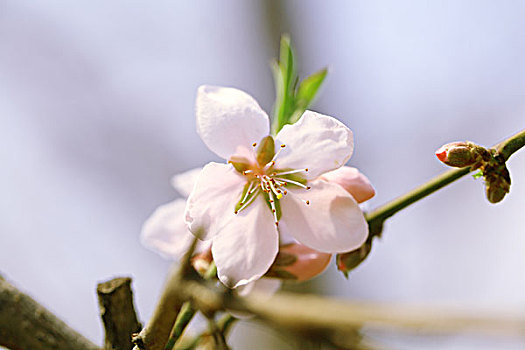 春天盛开的红色梅花