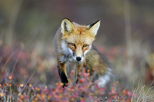 特写,成年,红狐,德纳里峰国家公园,秋天,室内,阿拉斯加