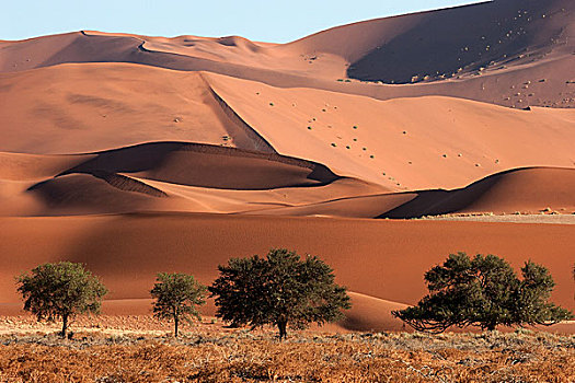沙丘,骆驼,刺,树,正面,索苏维来地区,纳米布沙漠,纳米比诺克陆夫国家公园,纳米比亚,非洲
