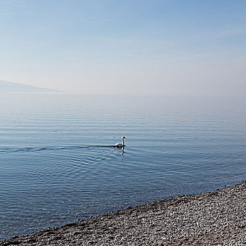 一个,天鹅,水,日内瓦湖