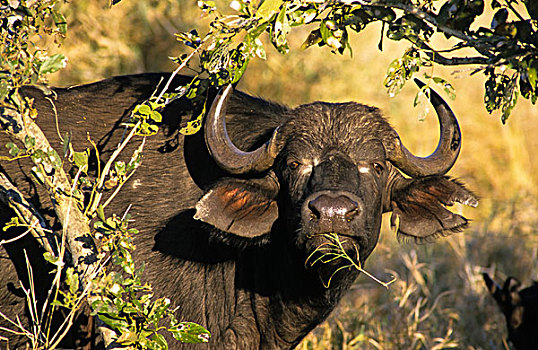 南非水牛,非洲水牛,乔贝国家公园,西北,地区,博茨瓦纳,非洲