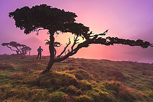 一个,男人,喜爱,风景,亚速尔群岛,桧属植物,树,云,靠近,攀升,皮库岛,葡萄牙