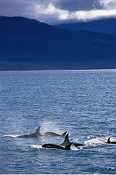 逆戟鲸,水面,水,阿拉斯加,美国