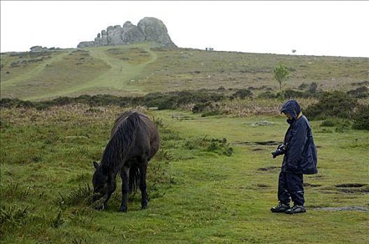 孩子,小马,正面,达特姆尔高原,国家公园,德文郡,英格兰