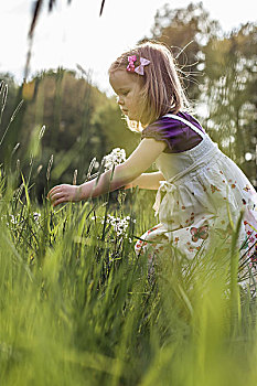 小女孩,摘花,草地
