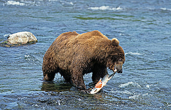 棕熊,熊,成年,鲑鱼,布鲁克斯河,卡特麦国家公园,阿拉斯加,美国