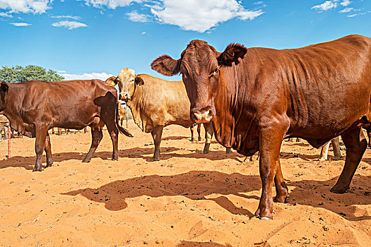牧群,母牛,沙滩,纳米比亚