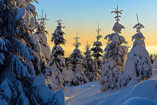 积雪,云杉,日出,哈尔茨山,靠近,下萨克森,德国
