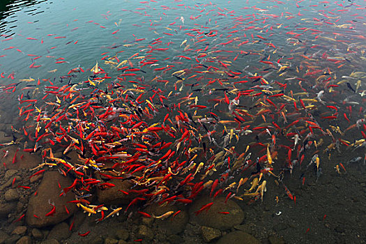 秦皇岛,山,石头,奇石,野外,长城,冰塘峪,风景,风光,郊游,自然,神秘,水塘,湖泊,锦鲤,鱼