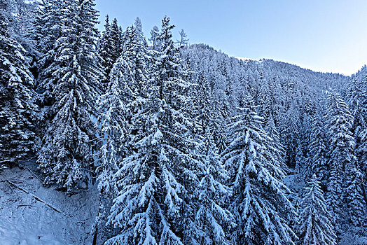 积雪,木头,山谷,格劳宾登,瑞士
