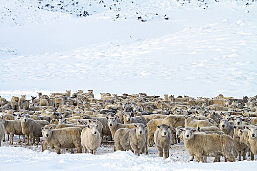 绵羊,大雪,旁侧,公路,中心,奥塔哥,南岛,新西兰