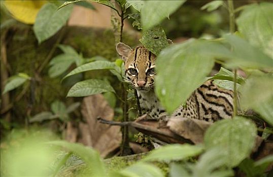 豹猫,虎猫,偷窥,叶子,亚马逊雨林,厄瓜多尔,南美