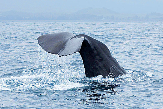 抹香鲸,尾部,鲸尾叶突,高处,水,潜水,新西兰