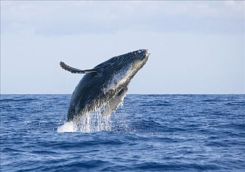 夏威夷,毛伊岛,驼背鲸,鲸跃