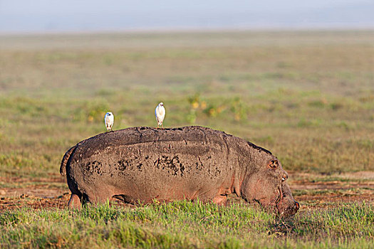 河马,放牧,草地,安伯塞利国家公园,早晨,牛背鹭,骑,肯尼亚,非洲