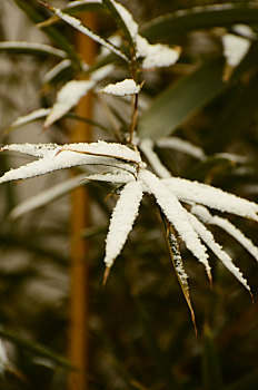 雪竹图照片图片