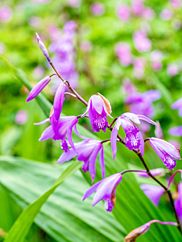 植物白及,紫兰,苞舌兰