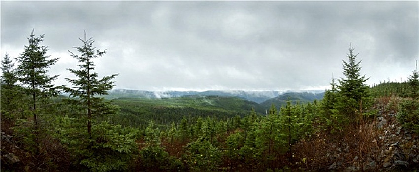 树林,全景,绿化