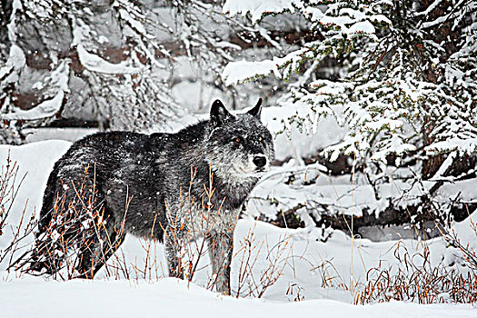 野生,银,大灰狼,狼,加拿大西部