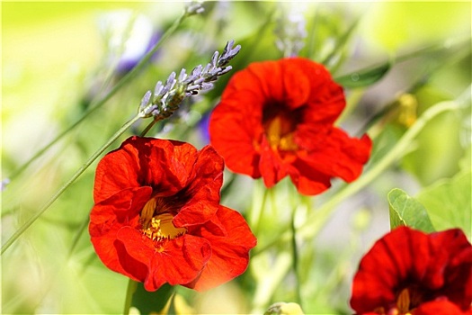 漂亮,红色,旱金莲,花园