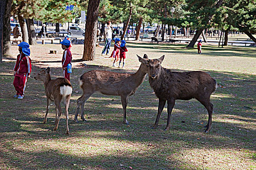 鹿,奈良,公园,日本