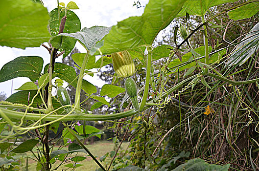 南瓜,藤蔓,叶,植物,瓜果类,食物,蔬菜