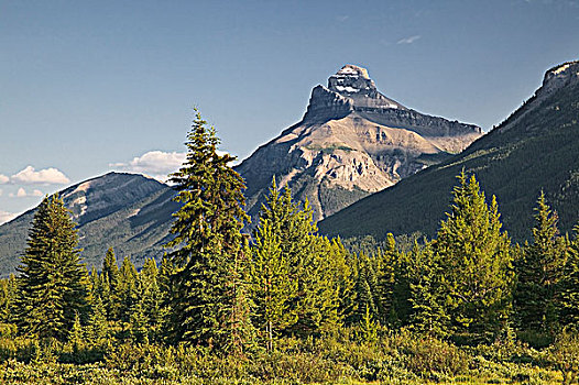 山,驼鹿,草地,班芙国家公园,艾伯塔省,加拿大