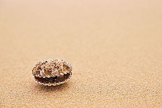 沙滩上的贝壳,海滩上的海贝