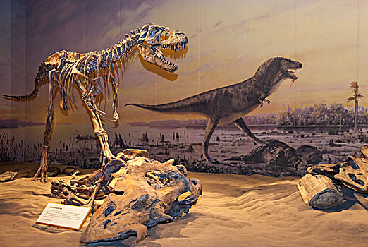 恐龙,展示,皇家,博物馆,古生物,德兰赫勒,艾伯塔省,加拿大