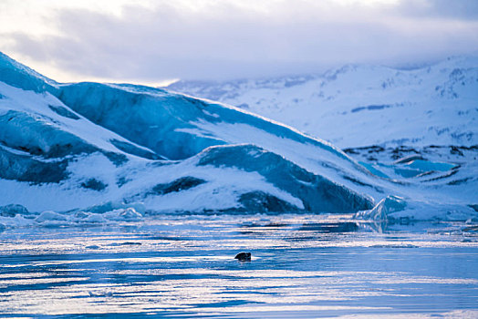 冬季冰岛冰河湖自然风景和湖面上的野生海豹