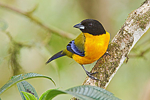 栖息,枝条,自然保护区,西北地区,厄瓜多尔