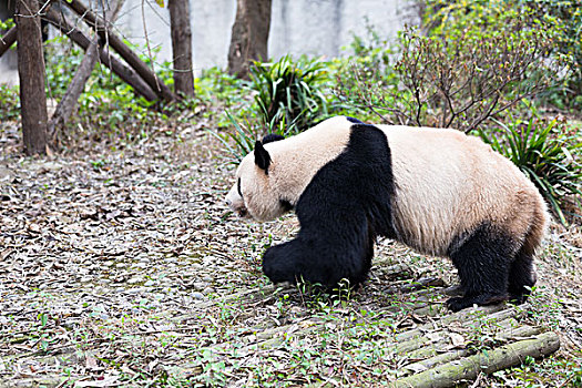 可爱,大熊猫,动物园