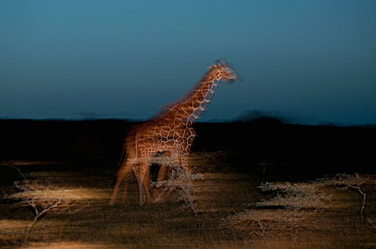 网纹长颈鹿,长颈鹿,黄昏,研究中心,肯尼亚