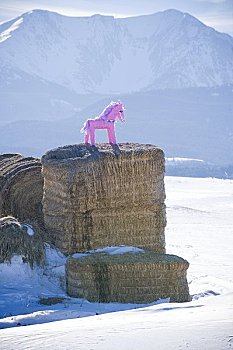 粉色,小马,干草堆,山峦,蒙大拿,美国