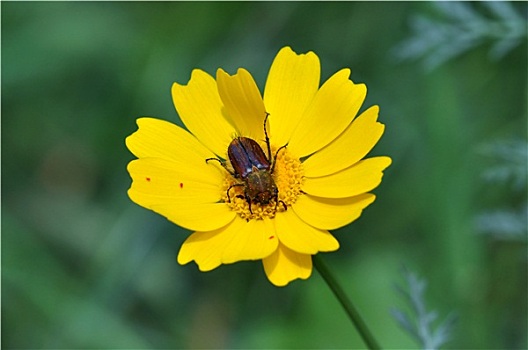 甲虫,黄花