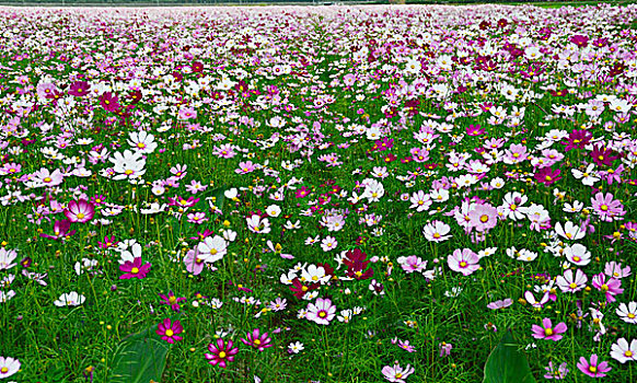 格桑花