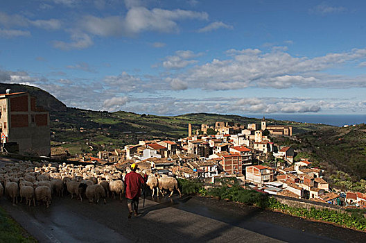 羊群,途中,西西里,意大利