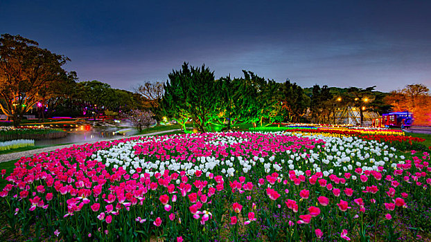 郁金香花海